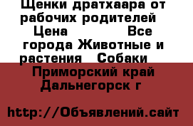 Щенки дратхаара от рабочих родителей › Цена ­ 22 000 - Все города Животные и растения » Собаки   . Приморский край,Дальнегорск г.